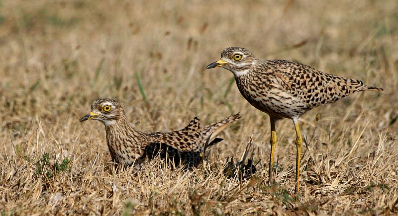 Twee dikkoppe saam 2.jpg - Die dikkop sit op eiers.